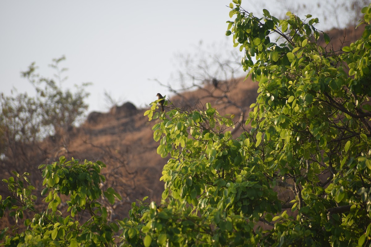 White-browed Bulbul - ML631840828