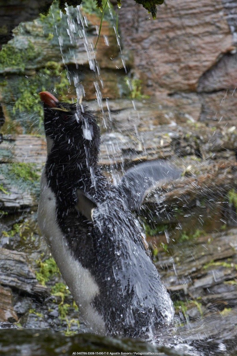 tučňák skalní - ML631840868