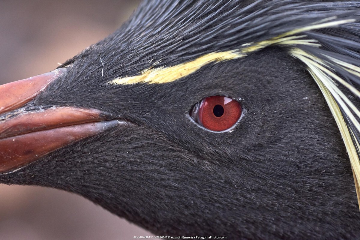 tučňák skalní - ML631840870