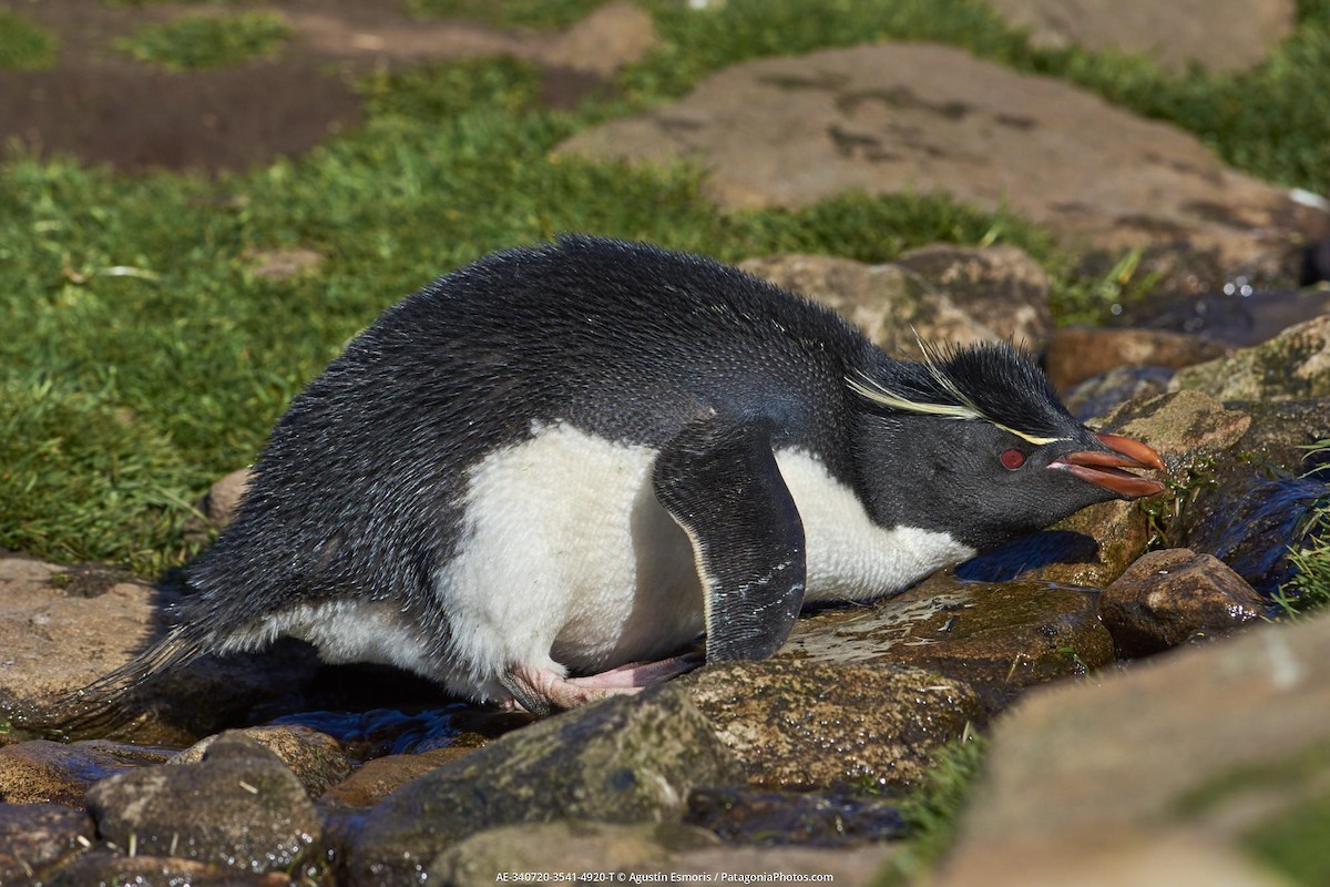 tučňák skalní - ML631840871