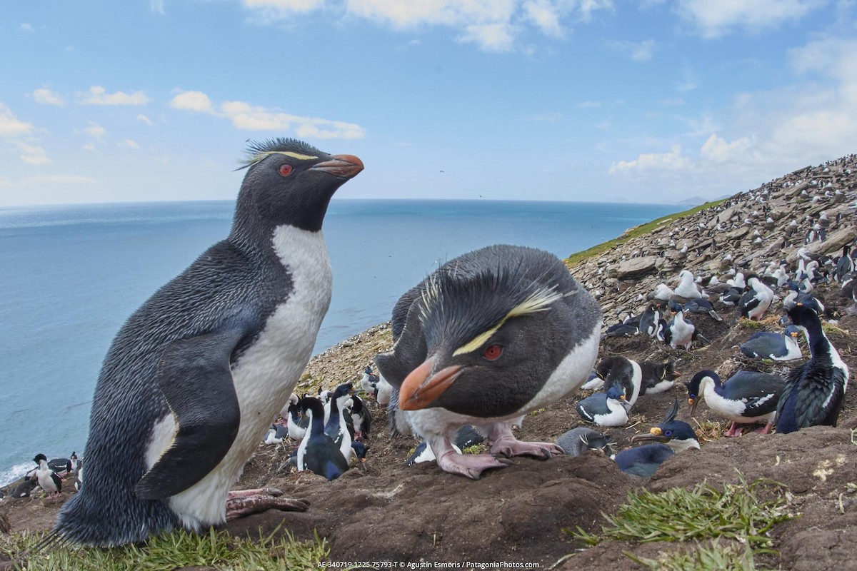 tučňák skalní - ML631840872