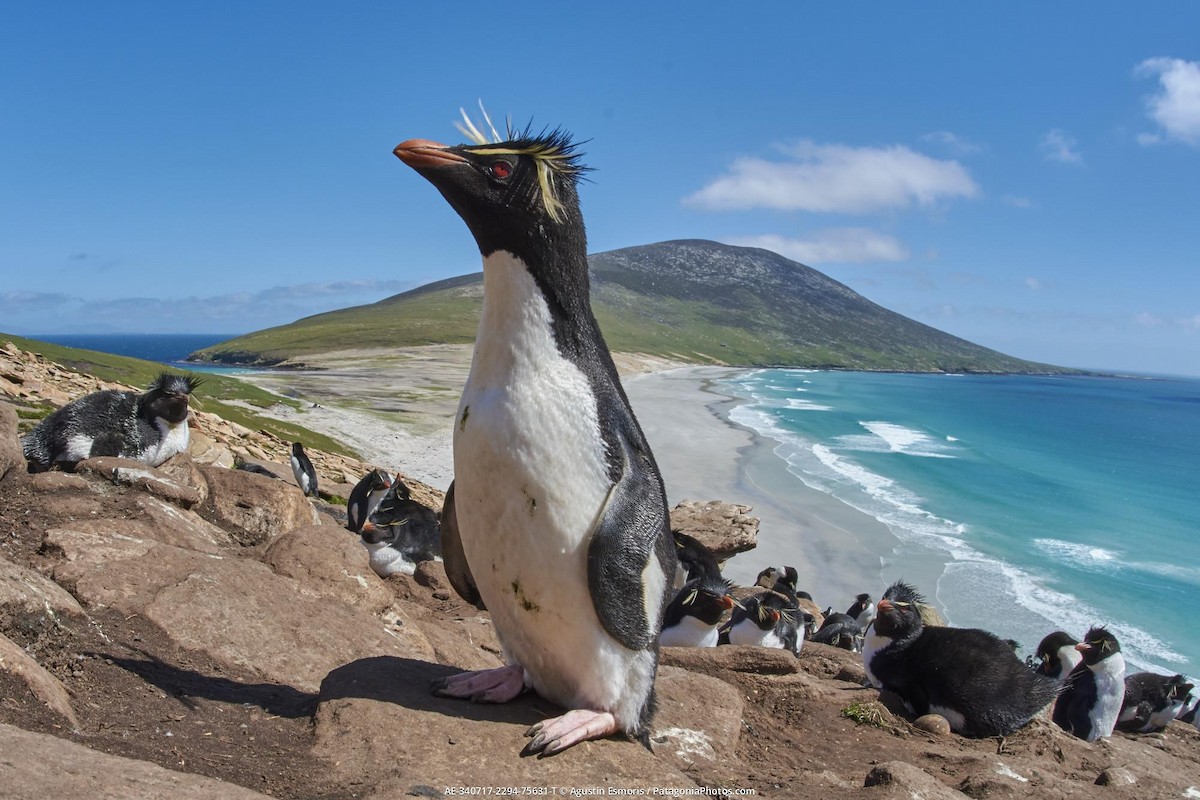 tučňák skalní - ML631840873