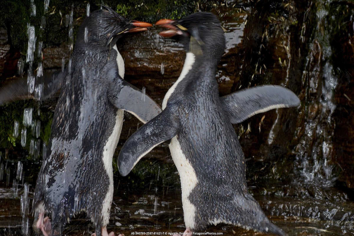 tučňák skalní - ML631840874