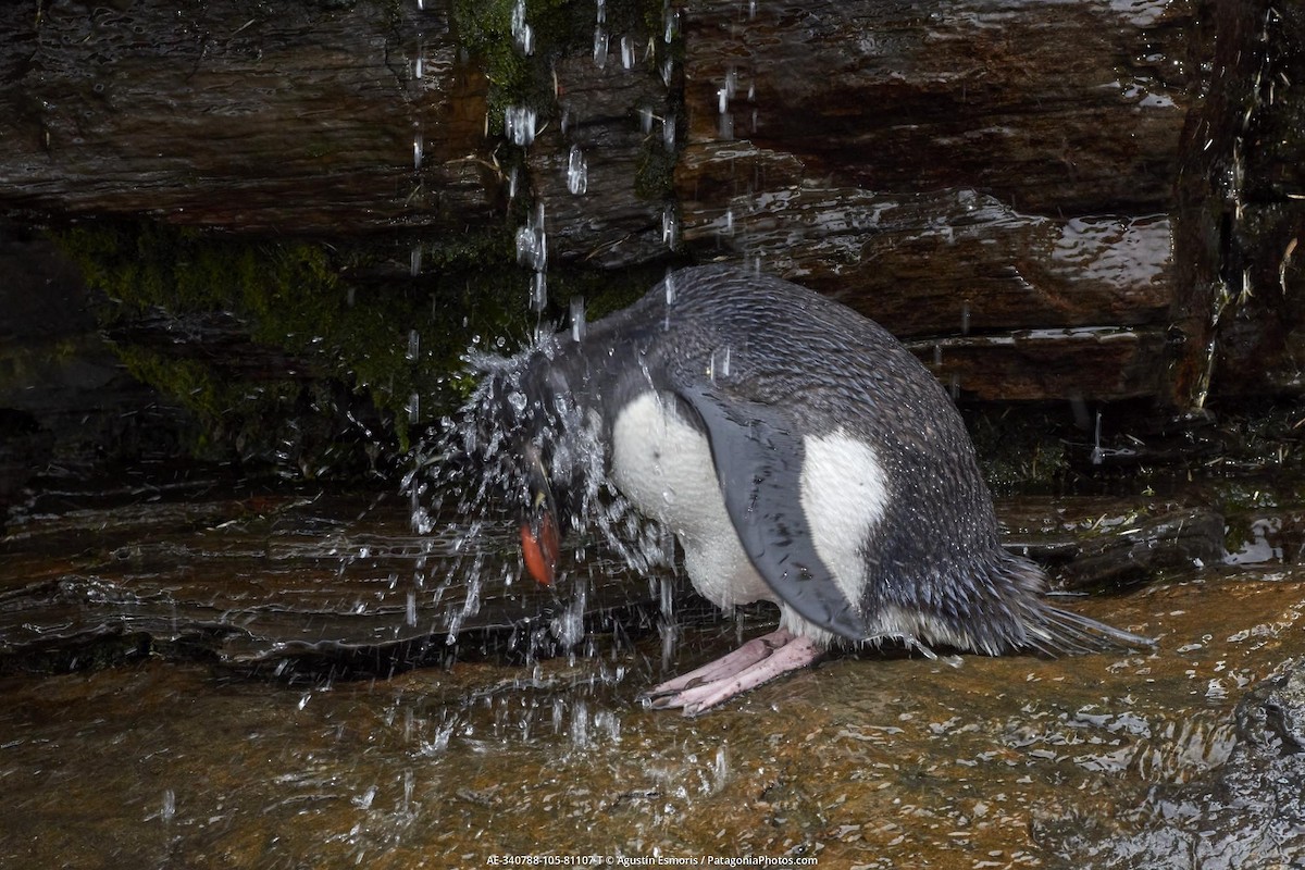 tučňák skalní - ML631840875