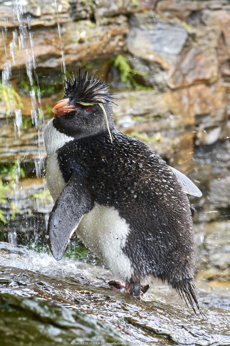 tučňák skalní - ML631840878