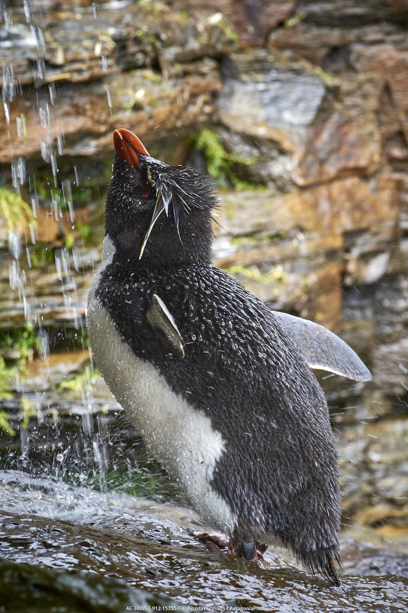 tučňák skalní - ML631840879