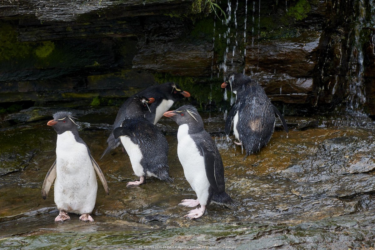 tučňák skalní - ML631840880