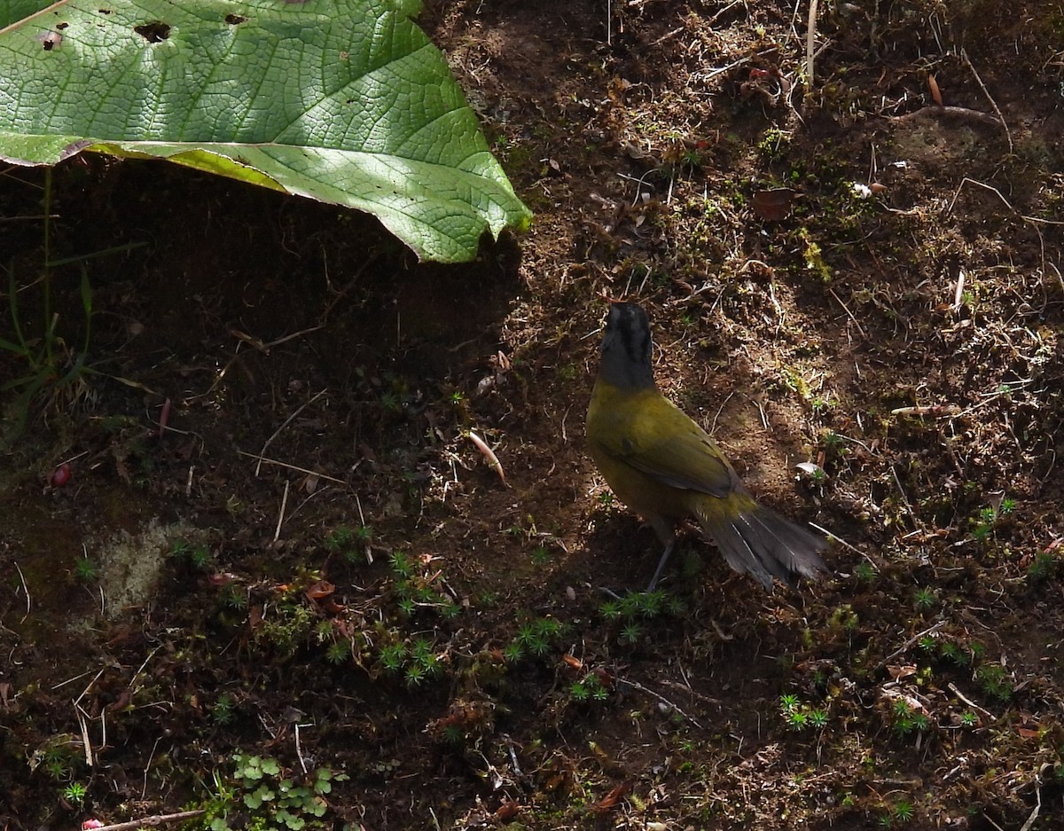 Large-footed Finch - ML631840960