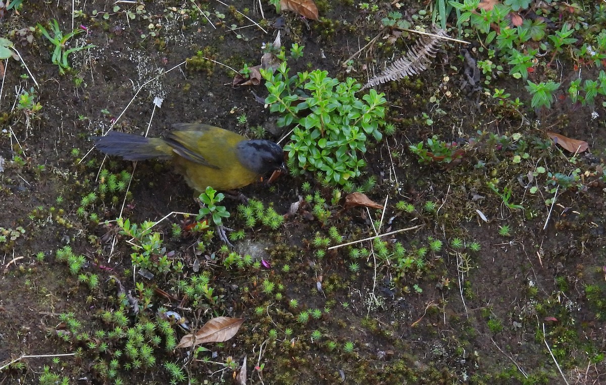 Large-footed Finch - ML631840961