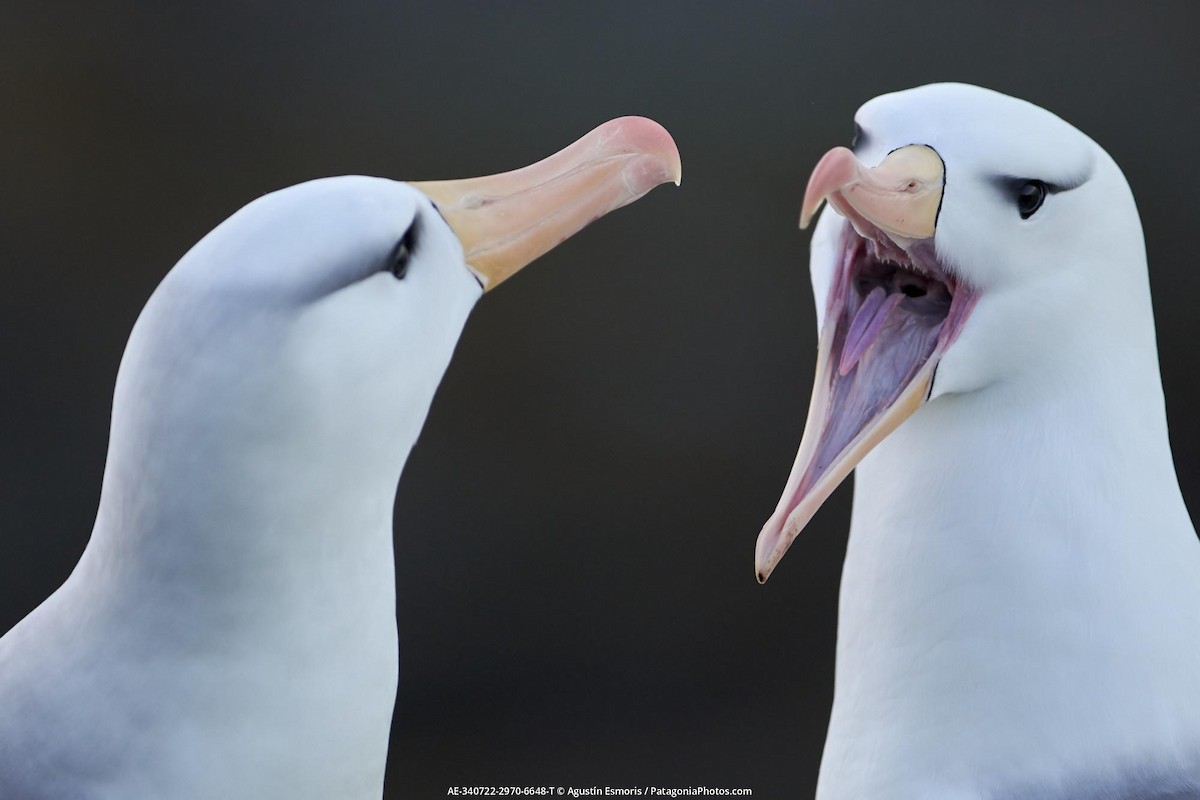 albatros černobrvý - ML631841025