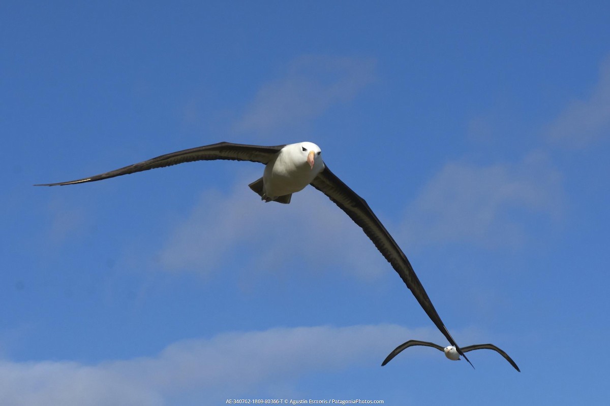 albatros černobrvý - ML631841026
