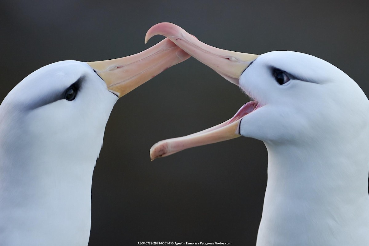albatros černobrvý - ML631841027