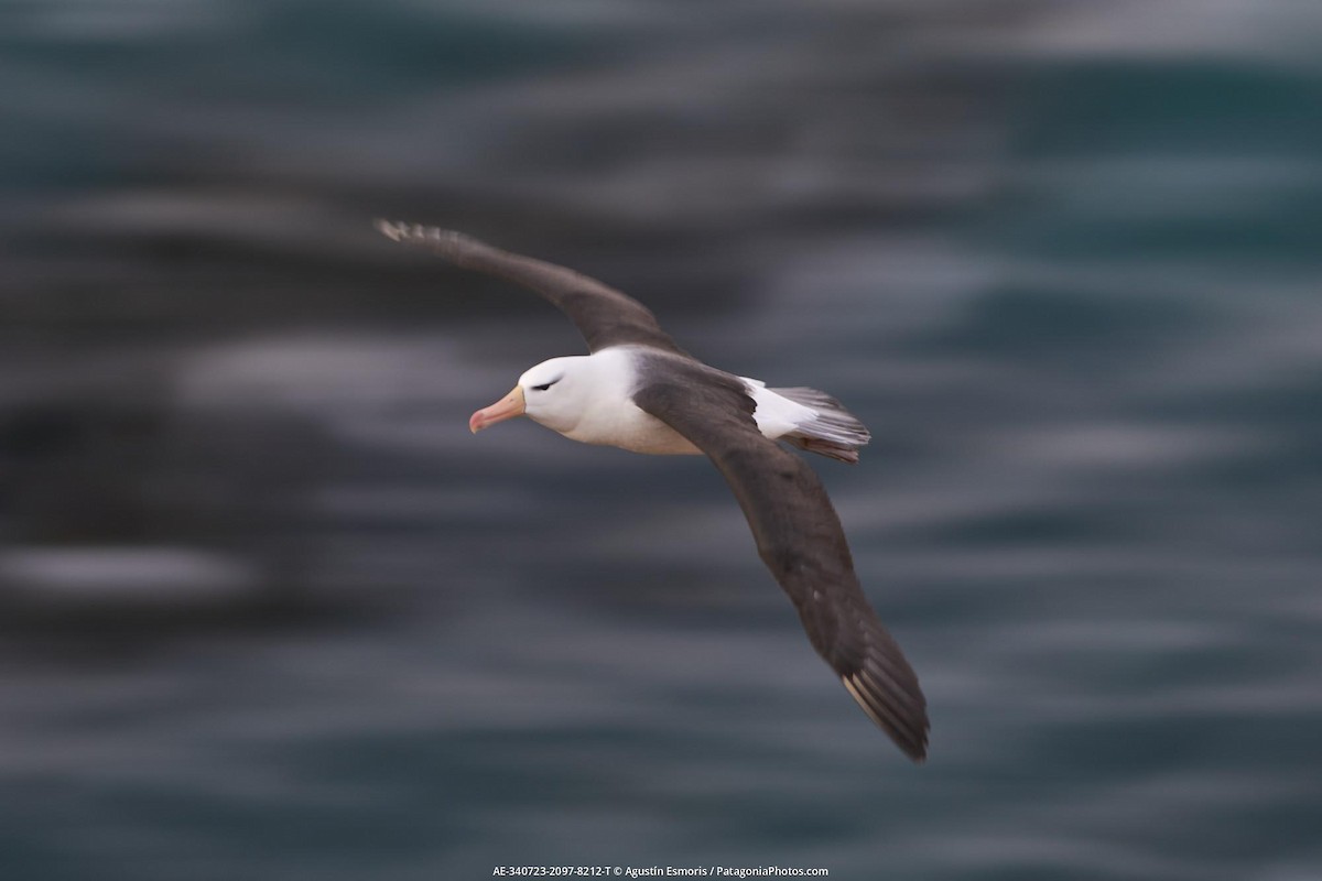 albatros černobrvý - ML631841028
