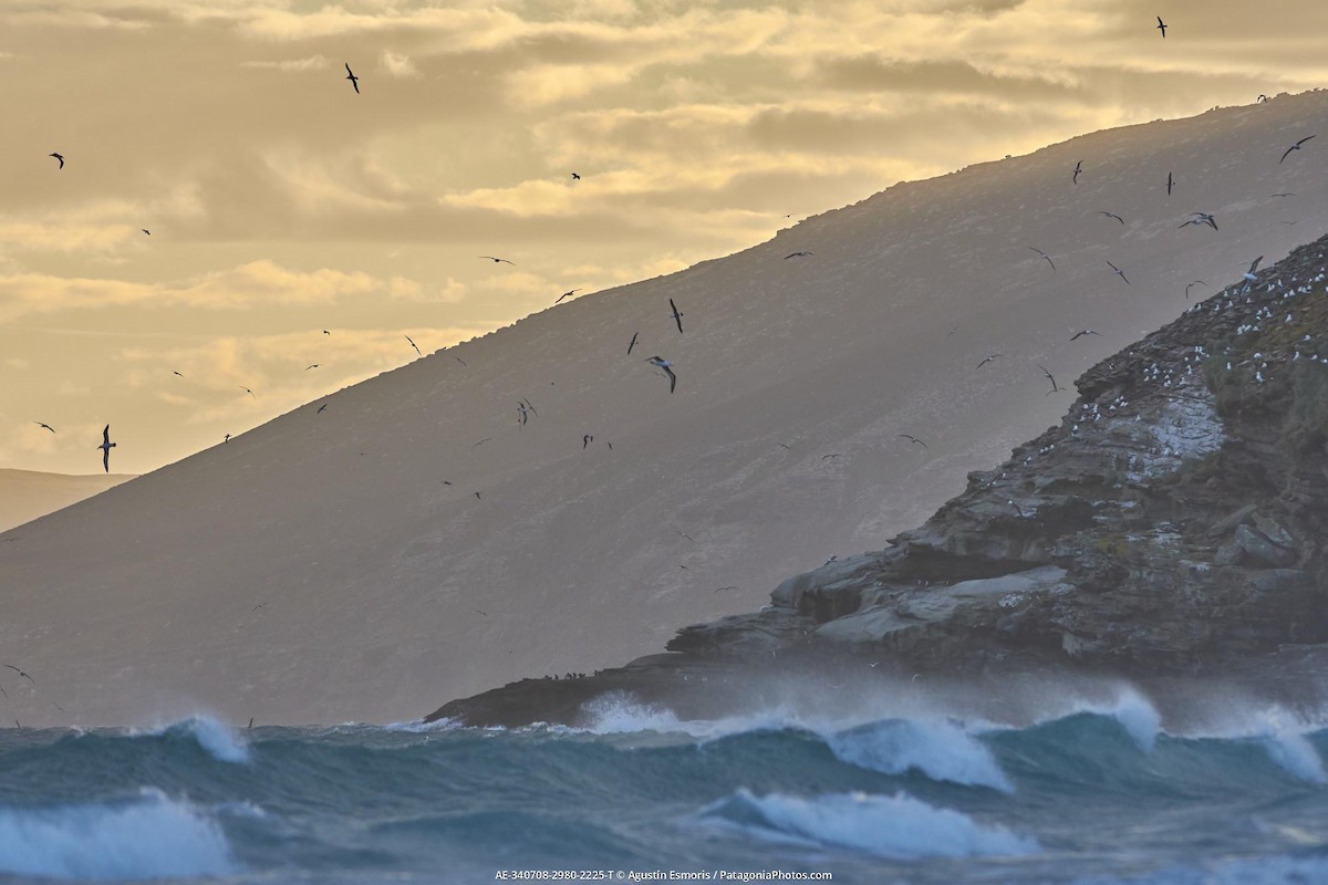 albatros černobrvý - ML631841029