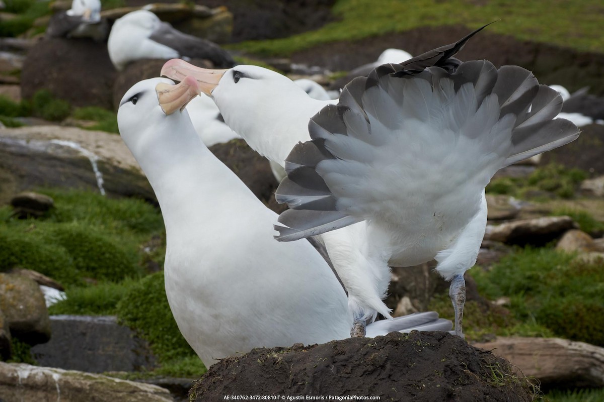 albatros černobrvý - ML631841030