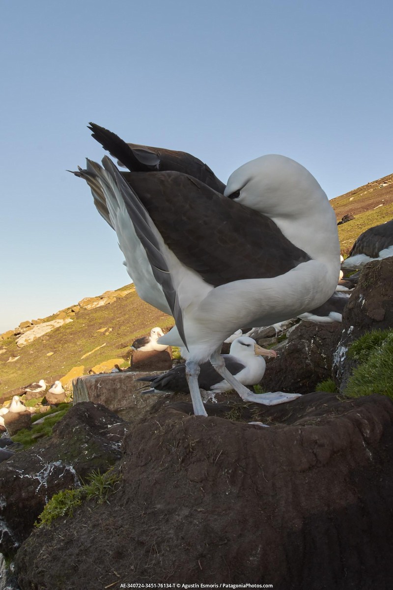 albatros černobrvý - ML631841032
