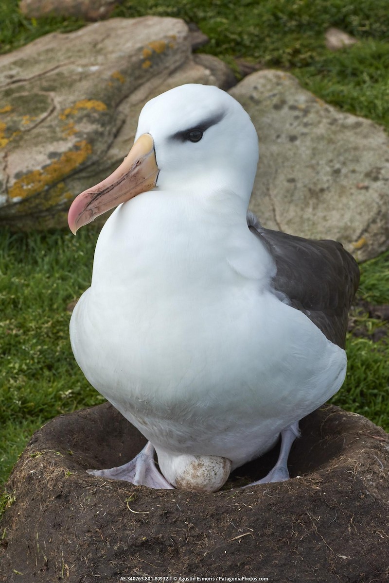 albatros černobrvý - ML631841033