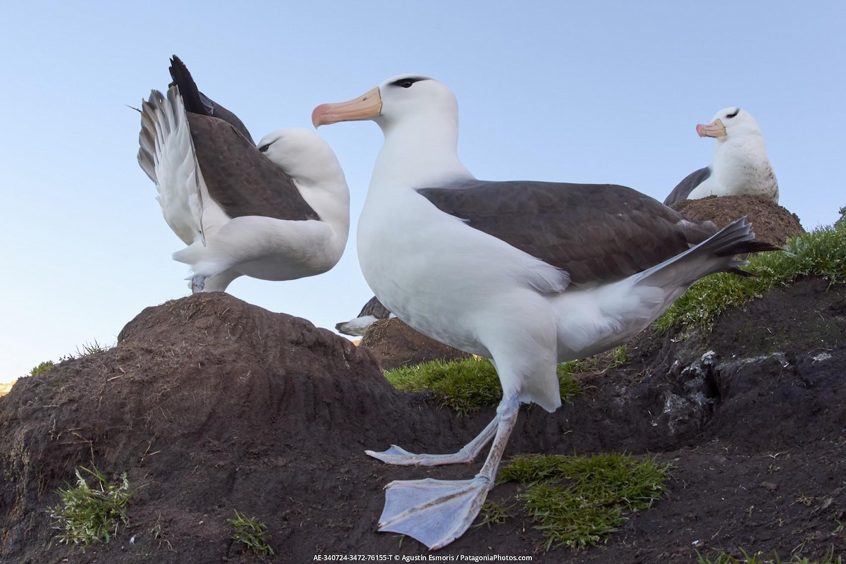albatros černobrvý - ML631841034