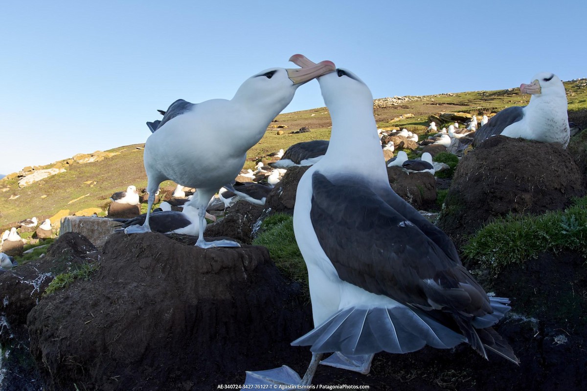 albatros černobrvý - ML631841035