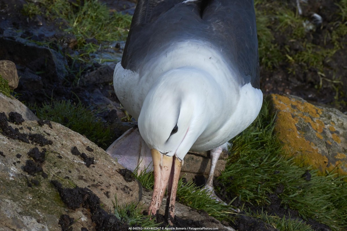 albatros černobrvý - ML631841036