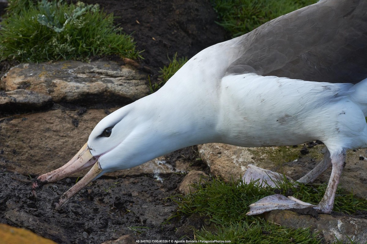 albatros černobrvý - ML631841037