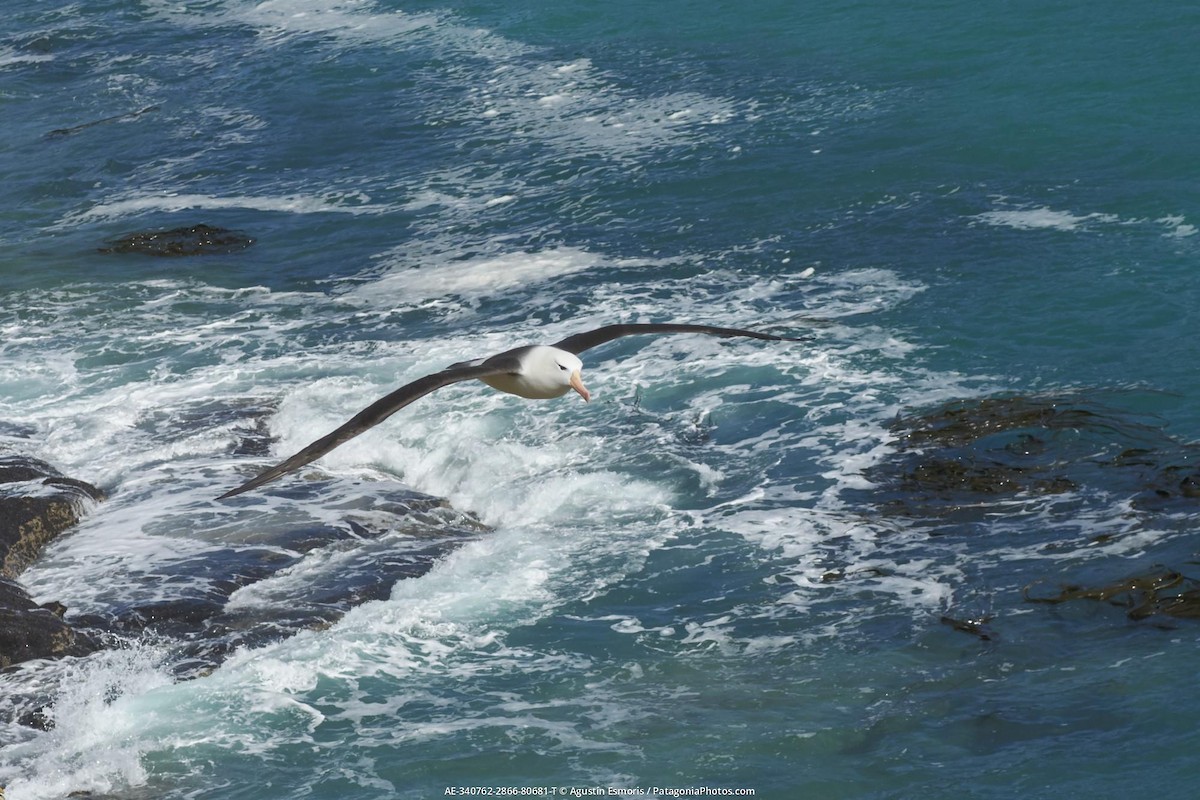 albatros černobrvý - ML631841038