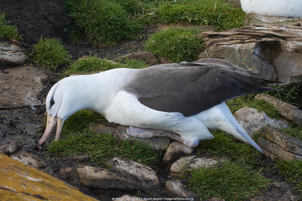 albatros černobrvý - ML631841039