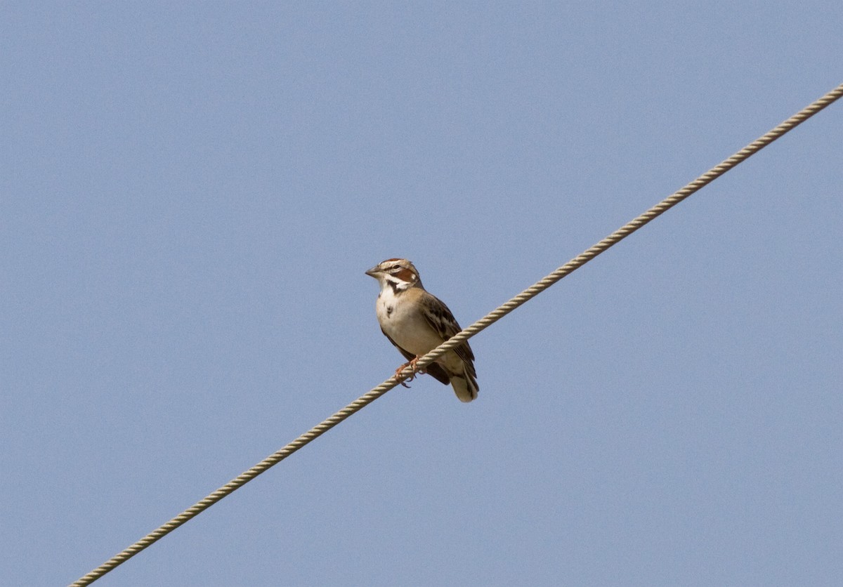 Lark Sparrow - ML631841104