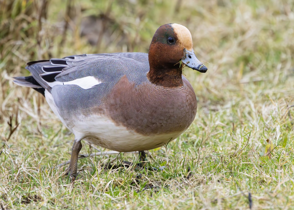 Canard siffleur - ML631841203