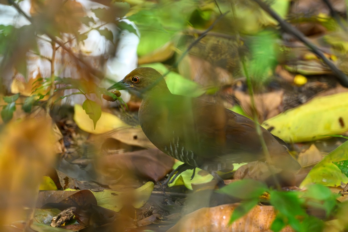 Slaty-legged Crake - ML631841211