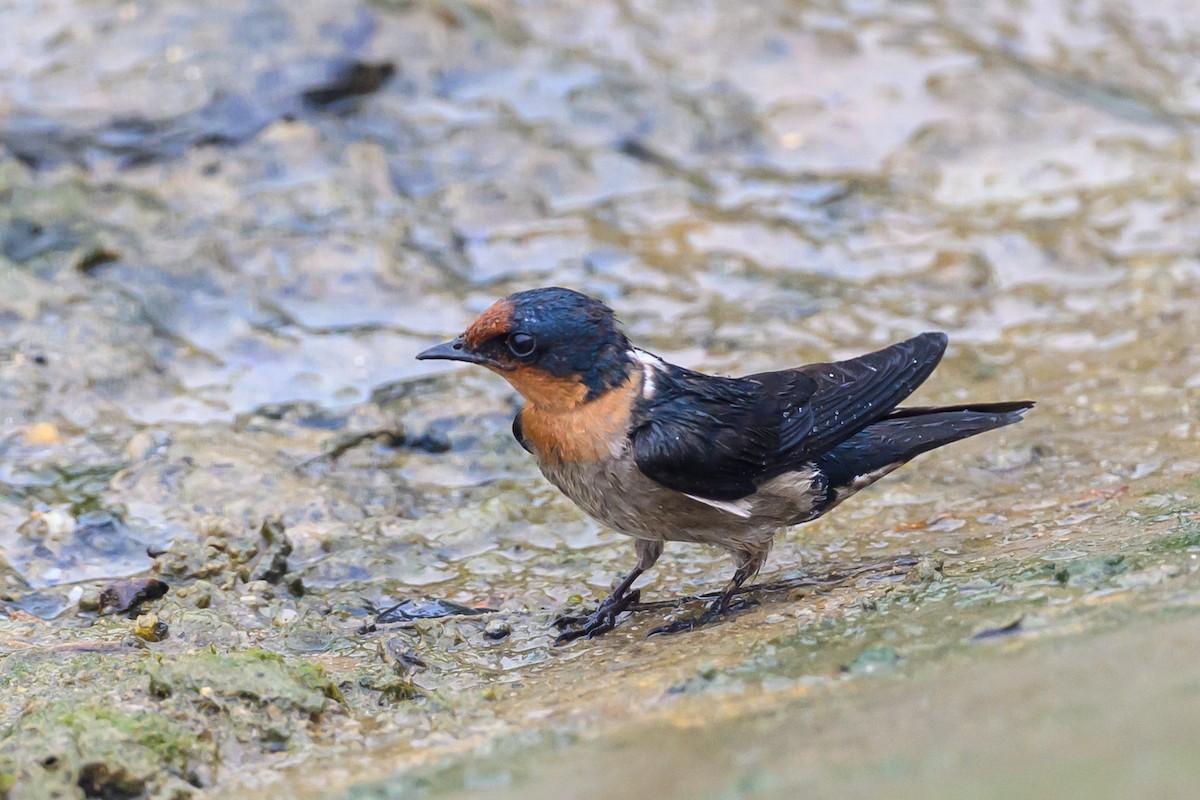 Pacific Swallow - ML631841218