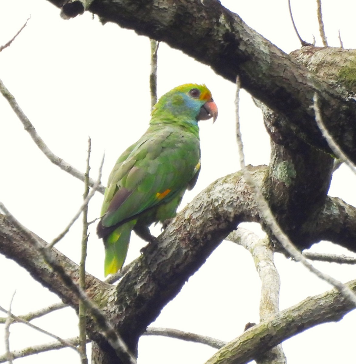 Blue-cheeked Amazon - ML631841229