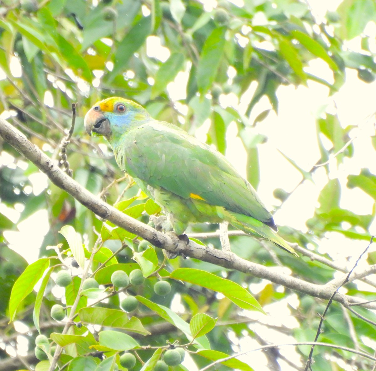 Blue-cheeked Amazon - ML631841230