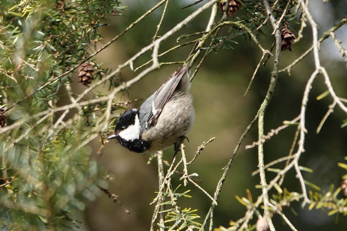 Coal Tit (Continental) - ML631841262