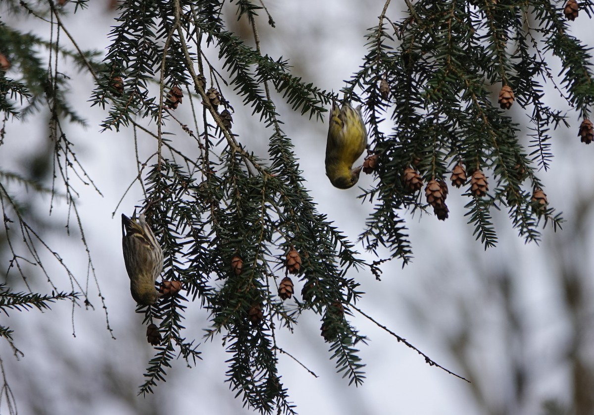 Eurasian Siskin - ML631841266