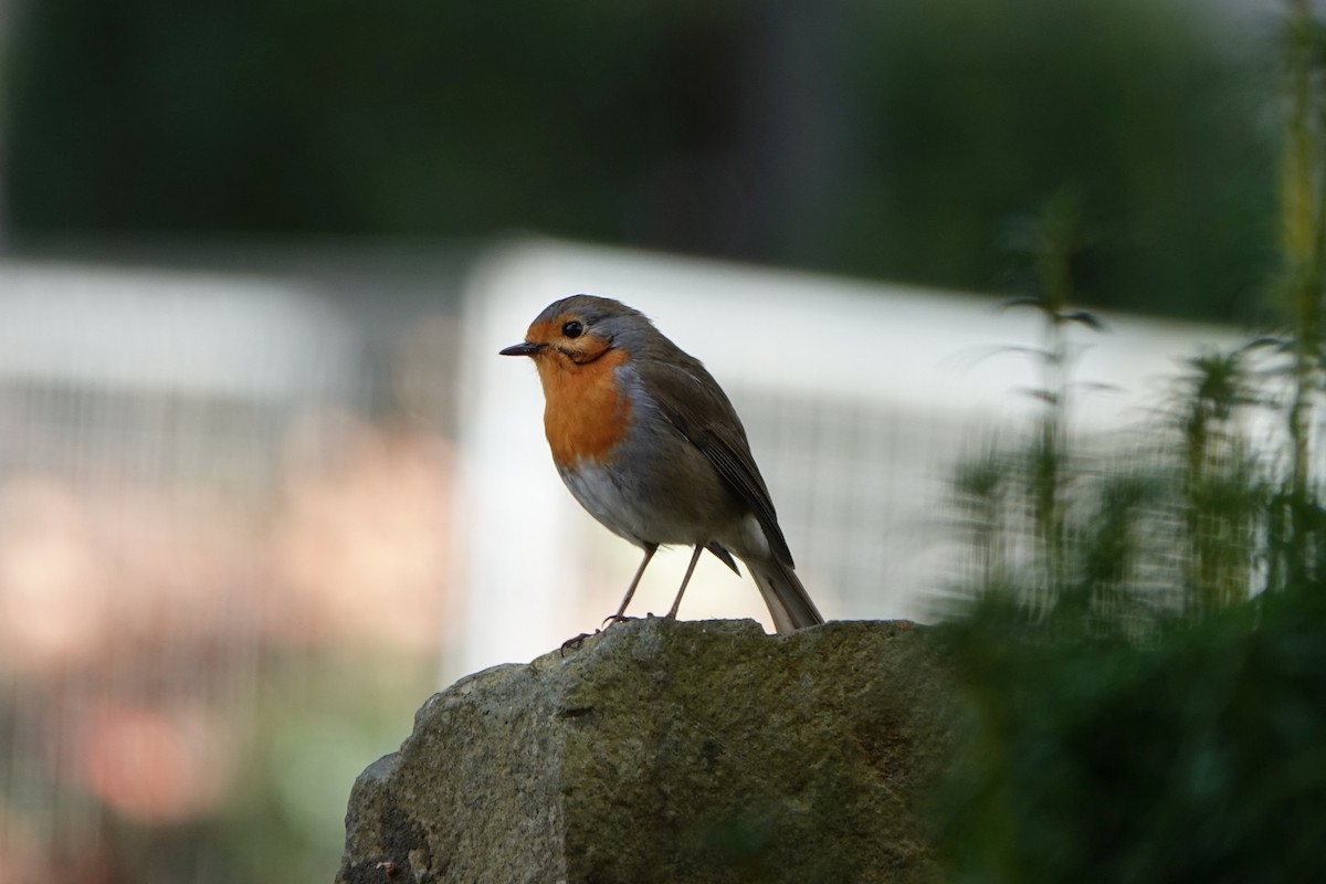 European Robin - ML631841272