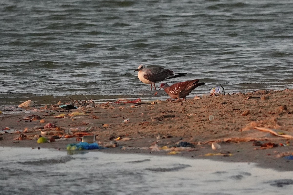 Speckled Pigeon - ML631841309