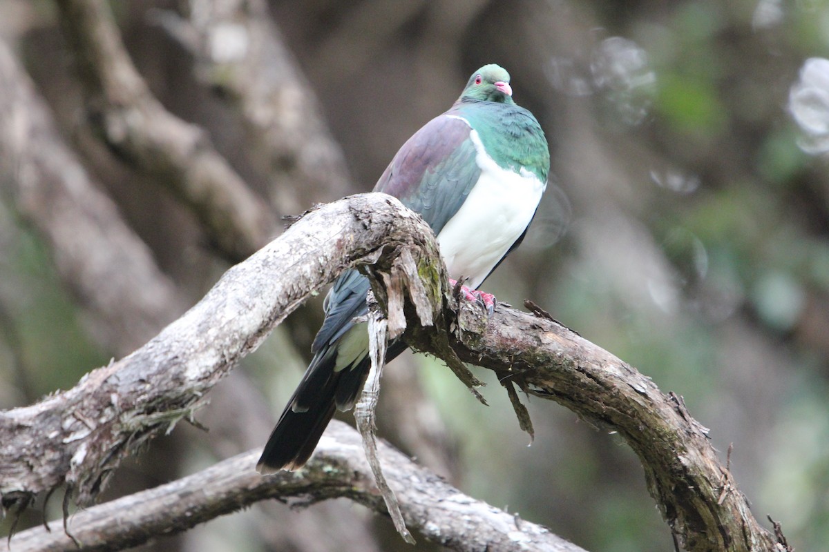 New Zealand Pigeon - ML631841461