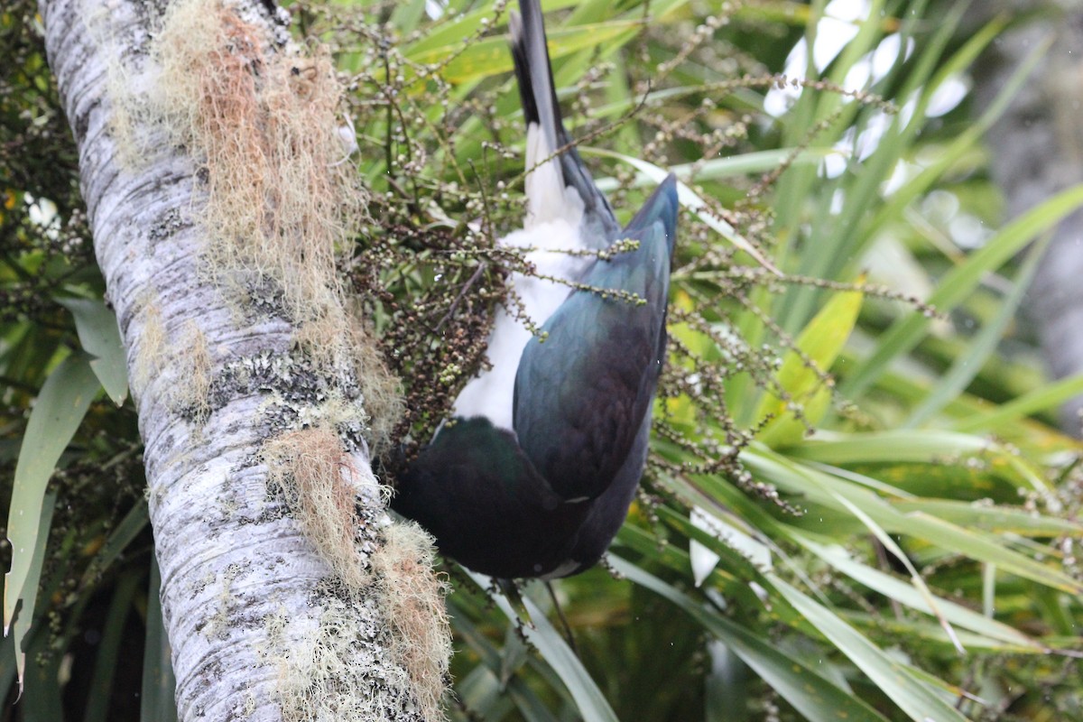 New Zealand Pigeon - ML631841462