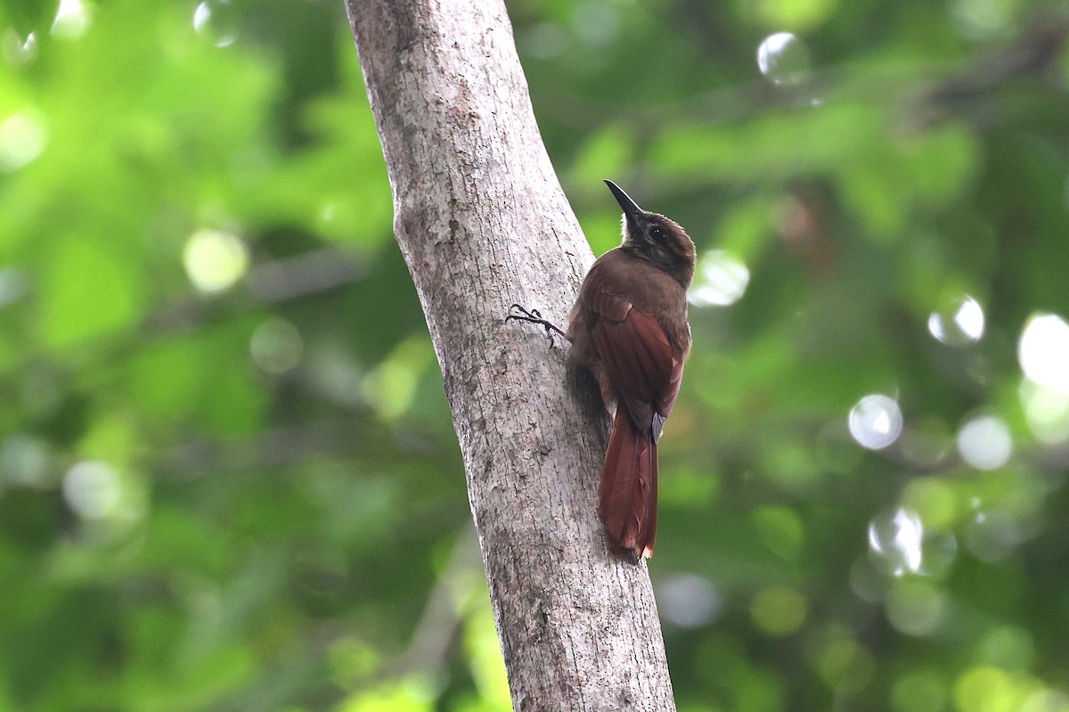 Plain-brown Woodcreeper - ML631841649
