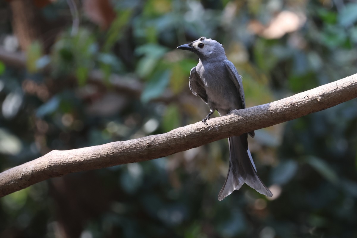 Graudrongo (leucogenis) - ML631841713