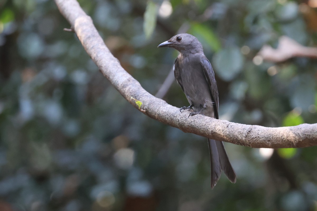 Graudrongo (leucogenis) - ML631841714