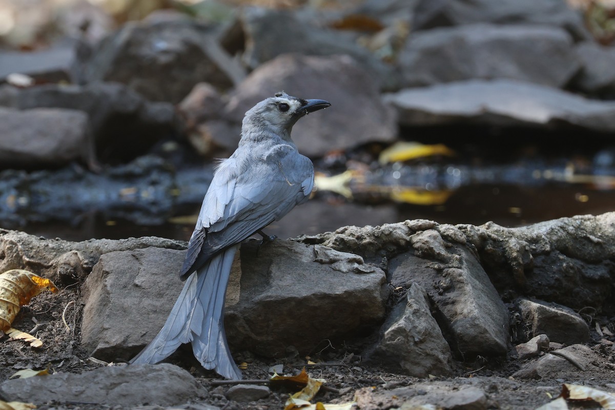 Graudrongo (leucogenis) - ML631841715