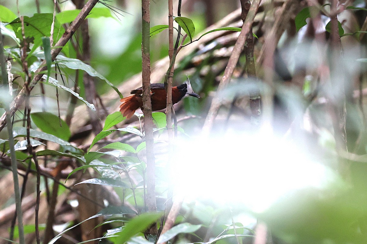 White-plumed Antbird - ML631841745