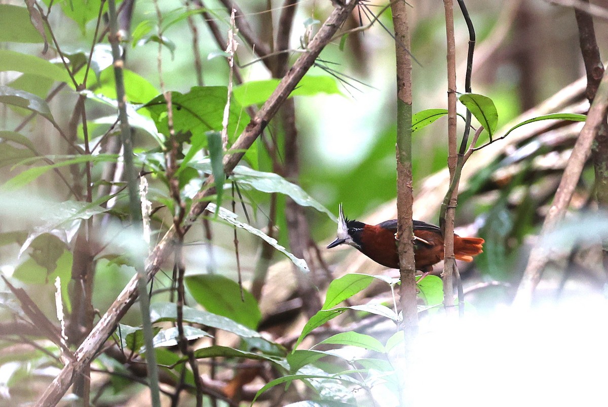 White-plumed Antbird - ML631841774