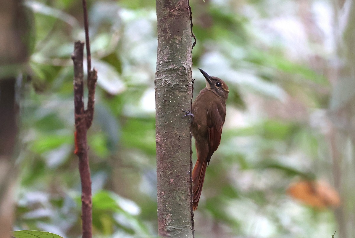 Plain-brown Woodcreeper - ML631841791