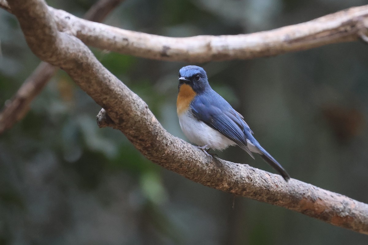 Indochina-Blauschnäpper - ML631841799