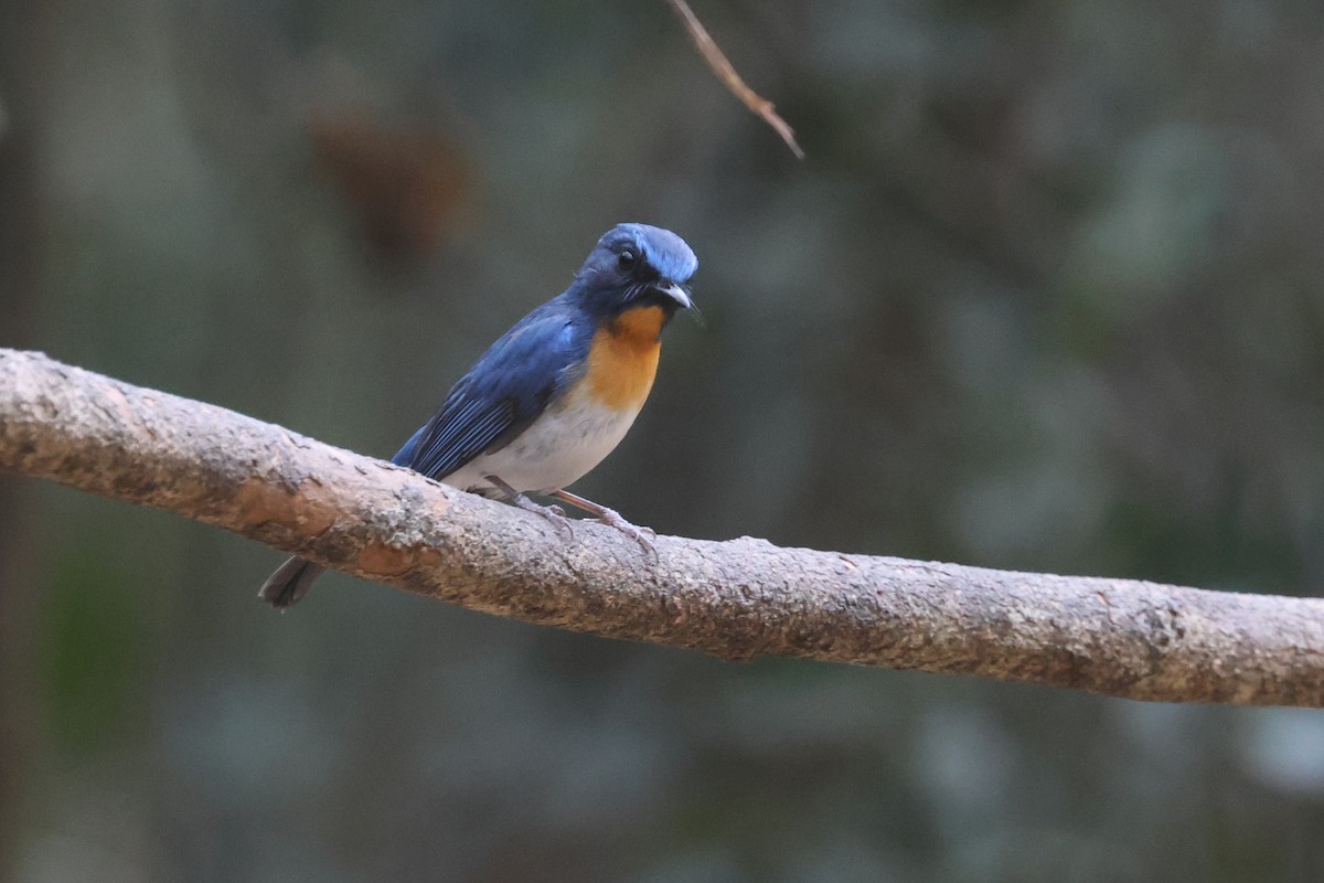 Indochina-Blauschnäpper - ML631841800