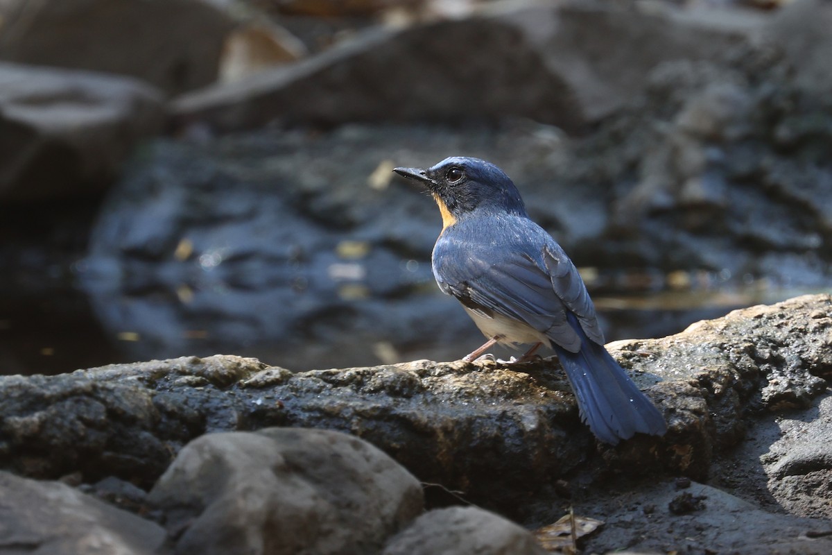 Indochina-Blauschnäpper - ML631841801