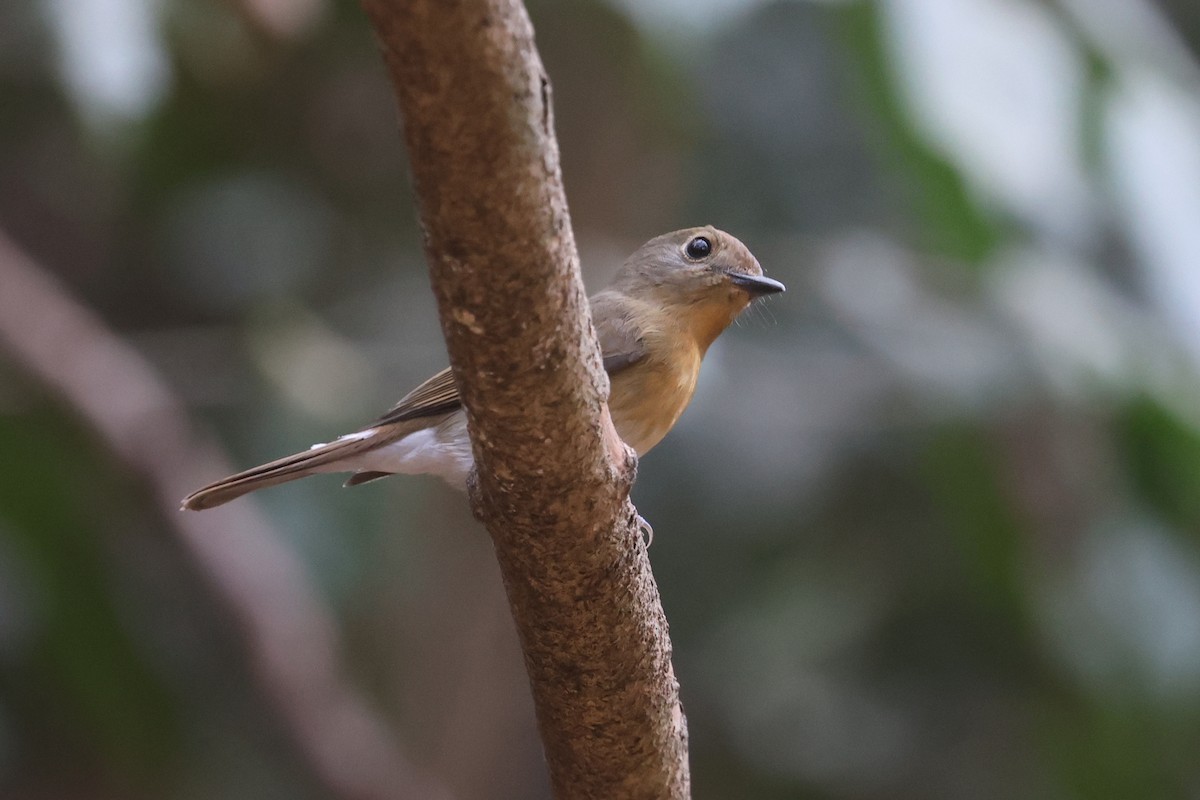 Hainanblauschnäpper - ML631841810